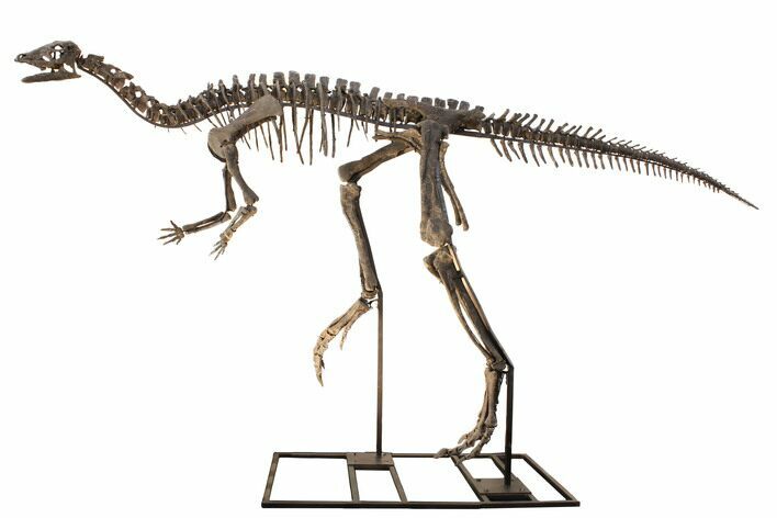 ' Mounted Dryosaurus Skeleton From Colorado - Largest Complete #132154